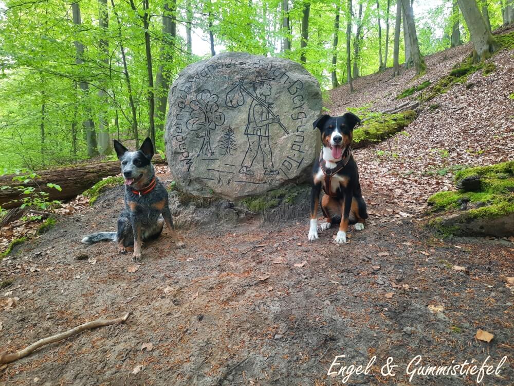 2 Hunde vor einem Stein