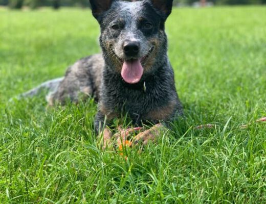 Hund auf Wiese