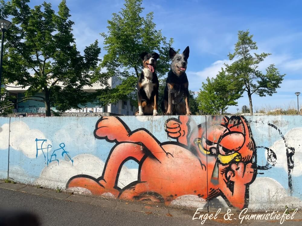 2 Hunde auf Mauer