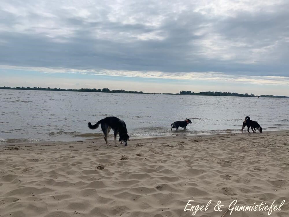 3 Hunde am Strand