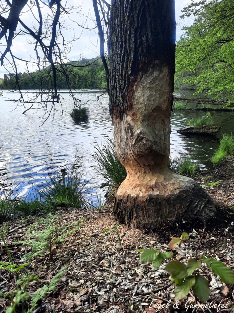 angeknabberter Baum