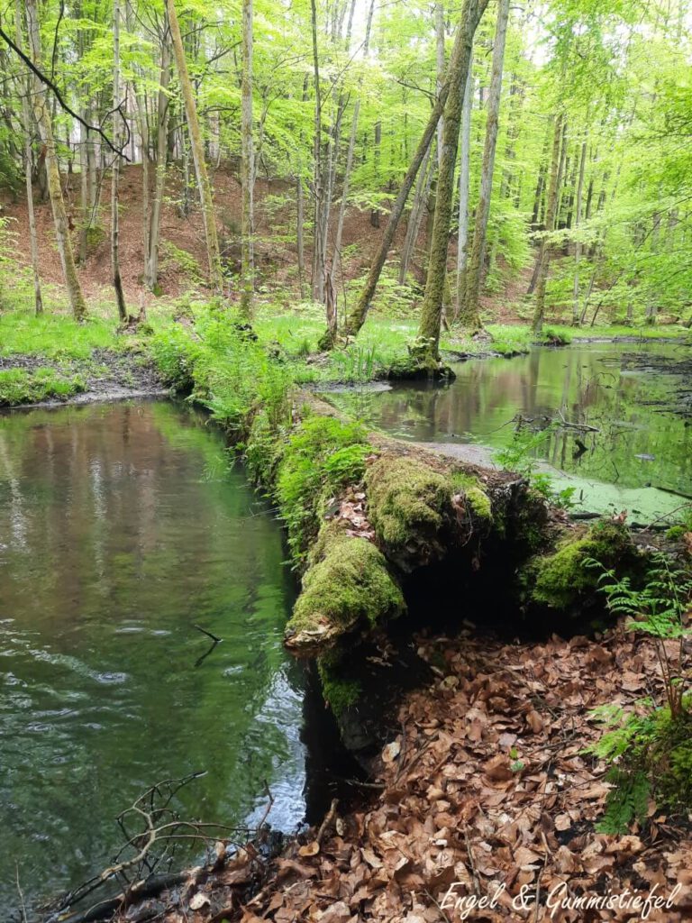 Baum im Bach