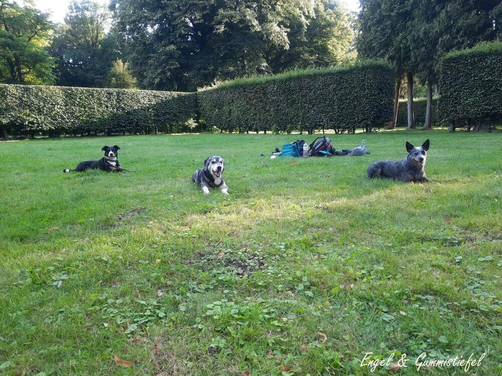 3 Hunde auf Wiese