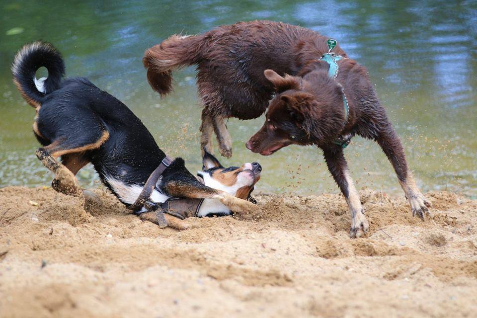 Zwei Hunde toben