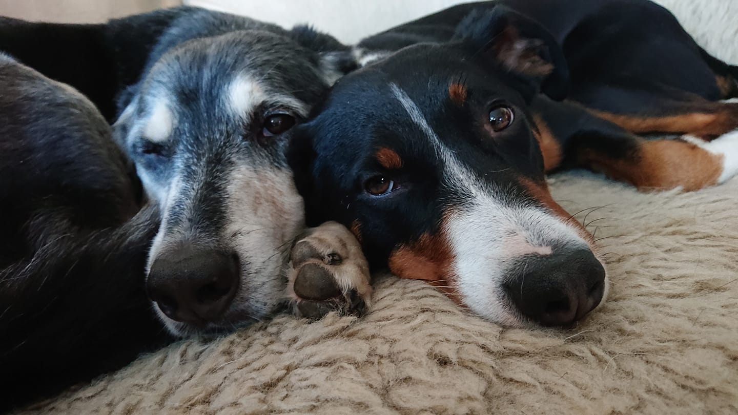 zwei Hunde kuscheln