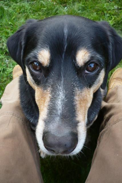 Ein Hund guckt intensiv