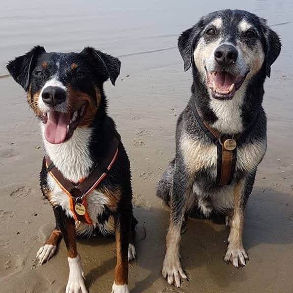 zwei Hunde gucken zufrieden