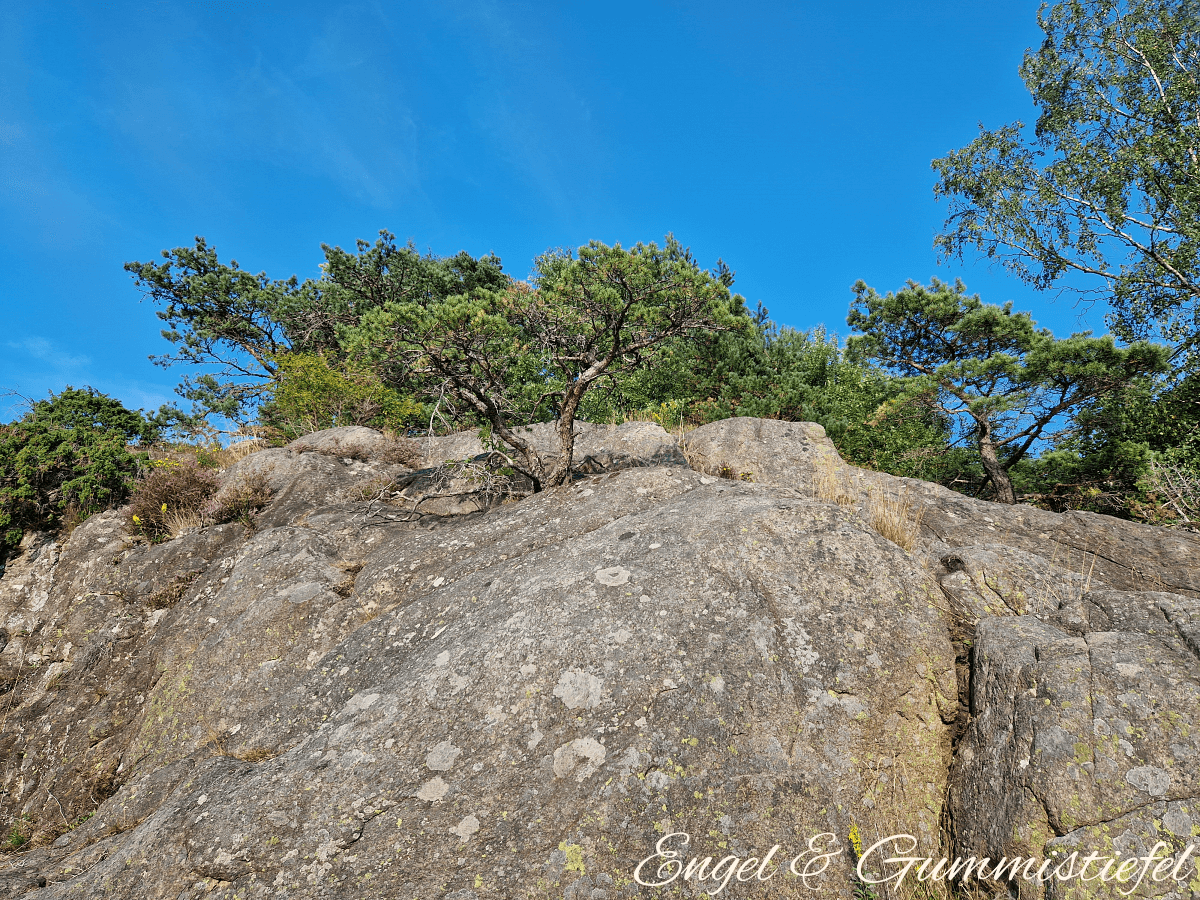 Lagunenweg Felsenbaum