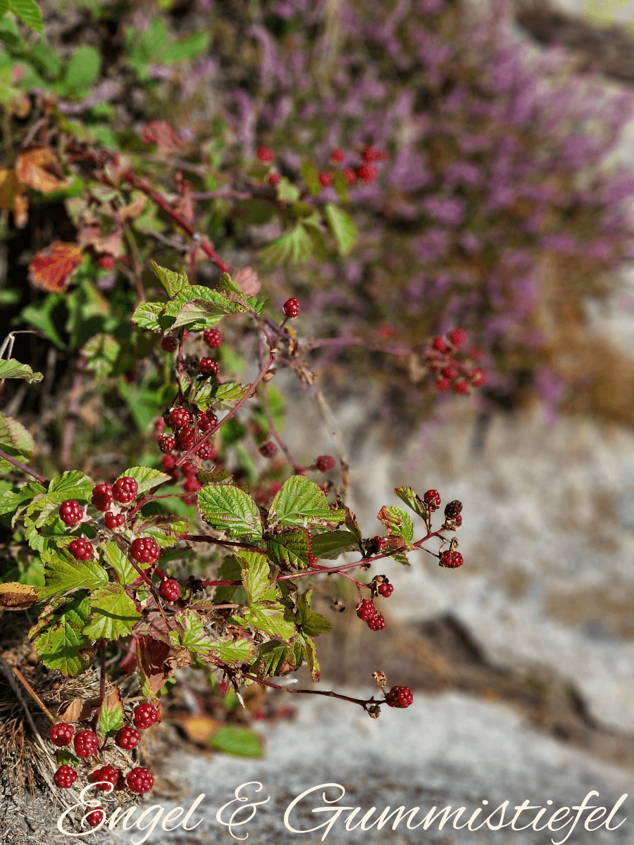 Felsenblumen