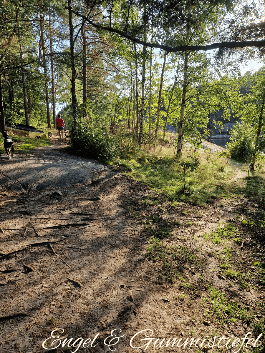 Lagunenweg Wald