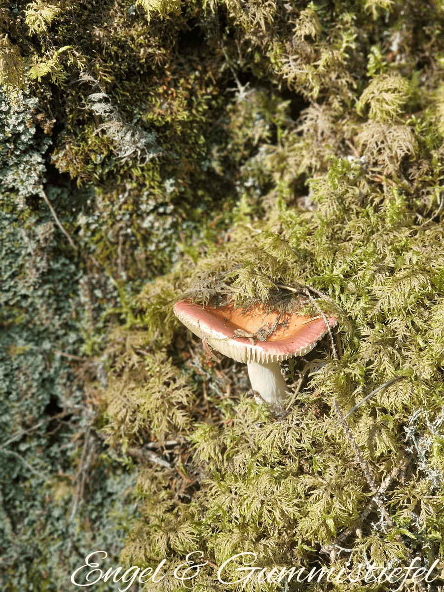 Älgafossen Pilz