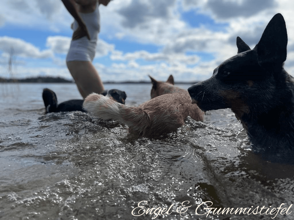 Badebucht für Hunde